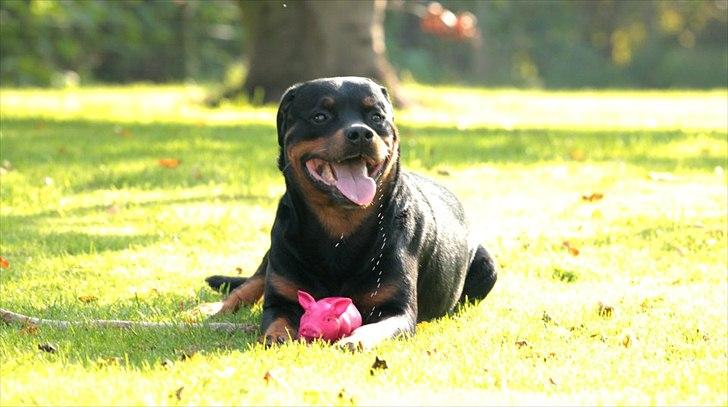 Rottweiler Vom Hause Kanku's Wictor. - Oktober 2011
Foto: Freja Blume billede 30