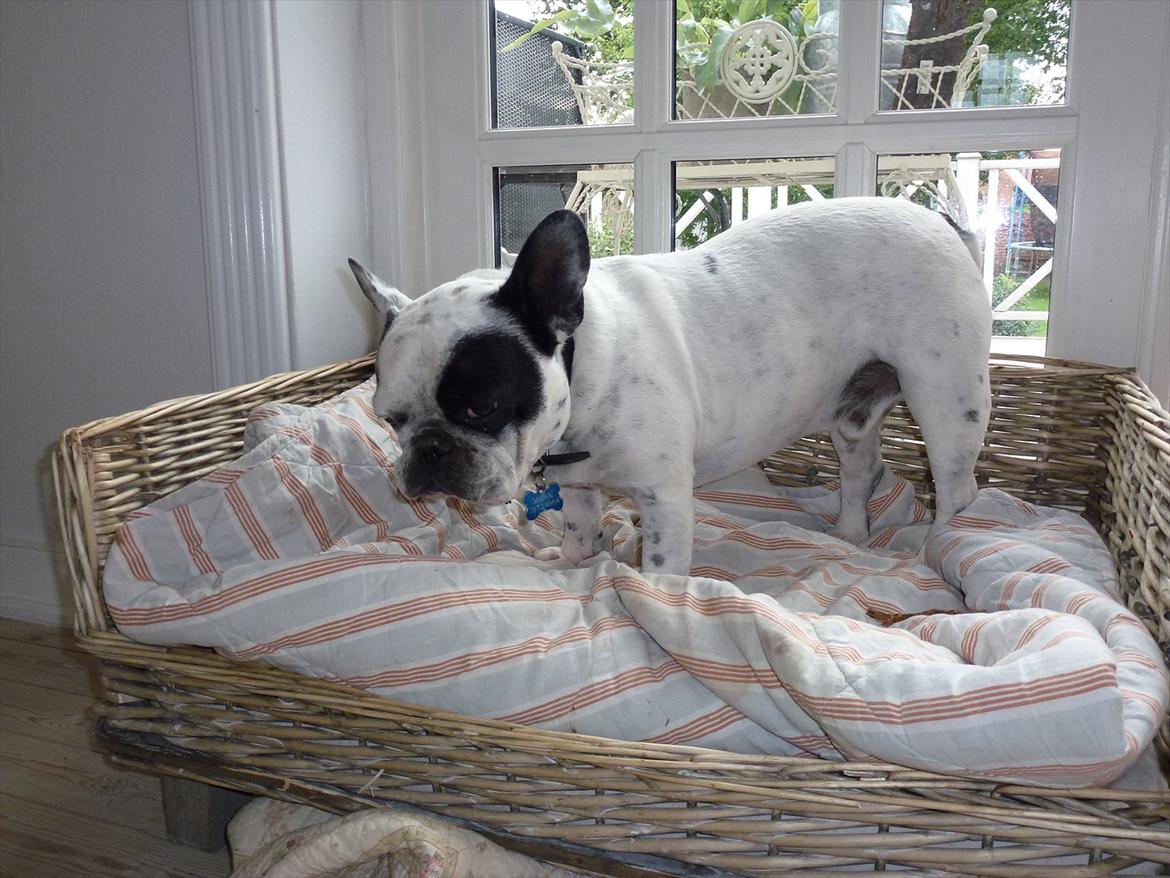 Fransk bulldog Monk - jeg skal lige til at ligge mig ned billede 2