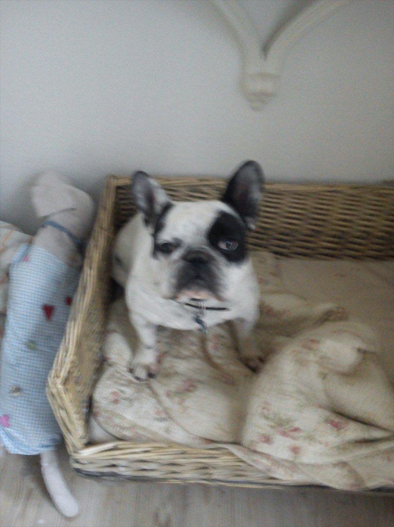 Fransk bulldog Monk - er jeg ikke sød billede 4