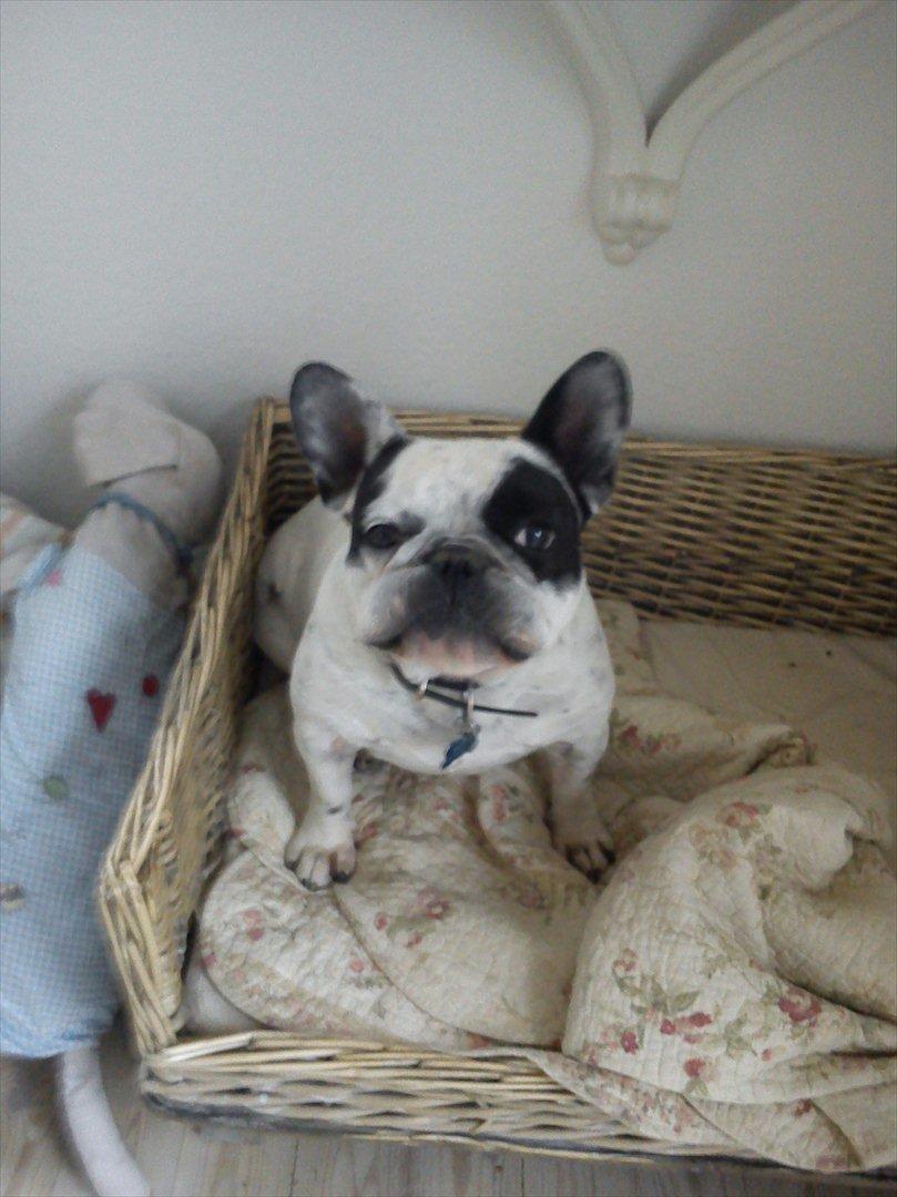 Fransk bulldog Monk - jeg kigger på dig billede 5