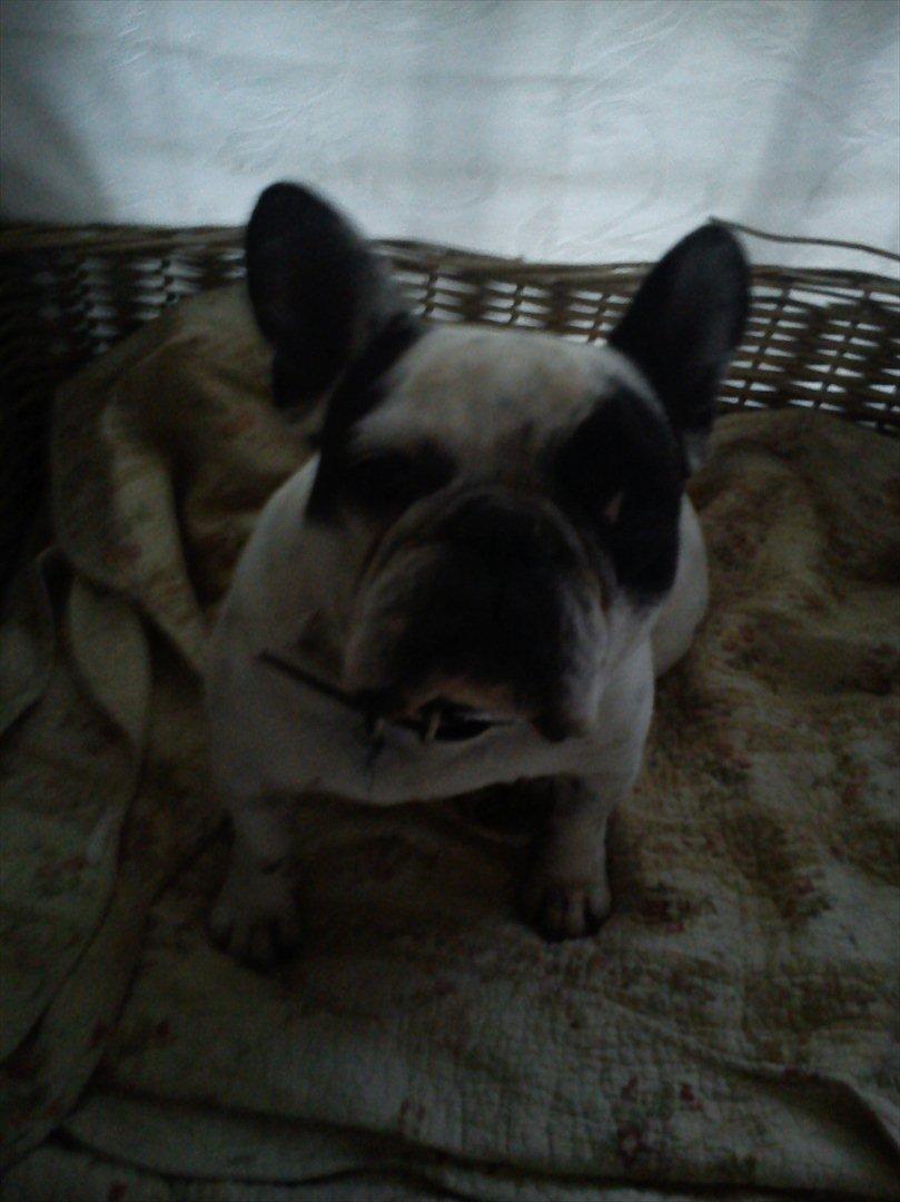 Fransk bulldog Monk - jeg syntes at det er mørkt billede 6