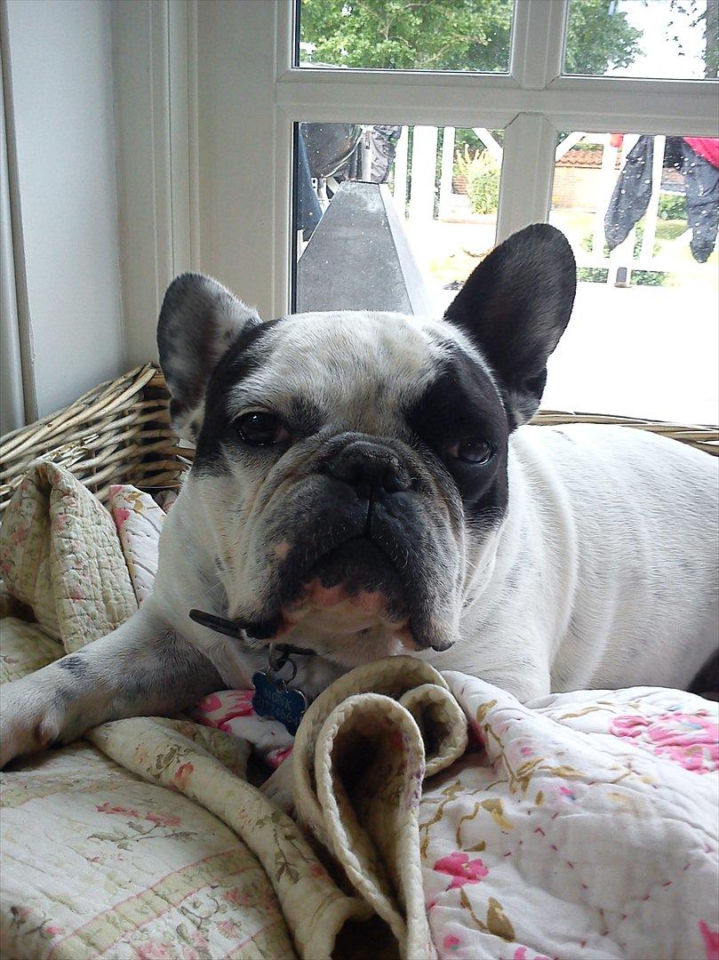 Fransk bulldog Monk - jeg er træt billede 7