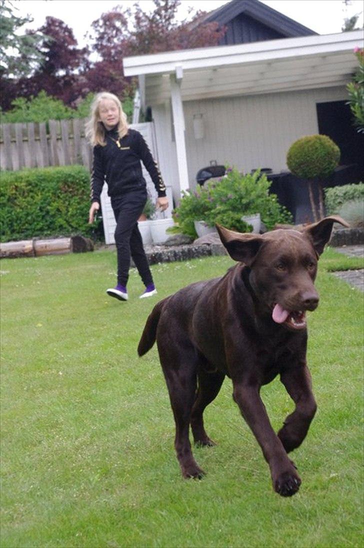 Labrador retriever William Jensen - Flyve-øre billede 10