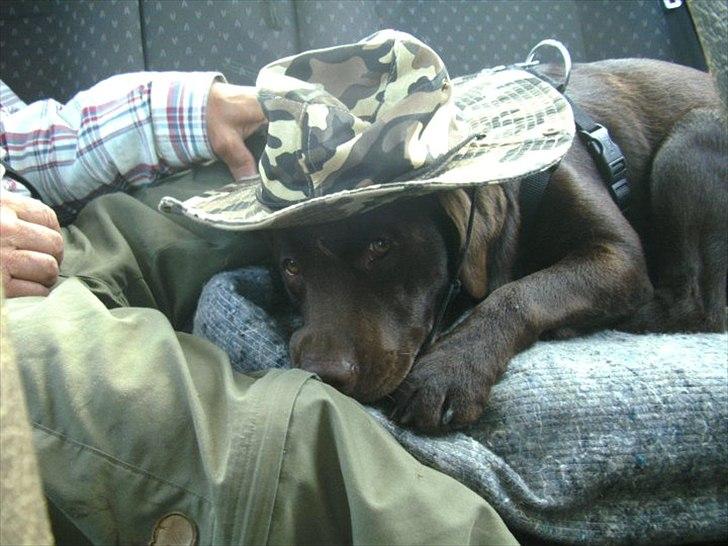 Labrador retriever William Jensen - På vej hjem fra vandretur i Sverige billede 12