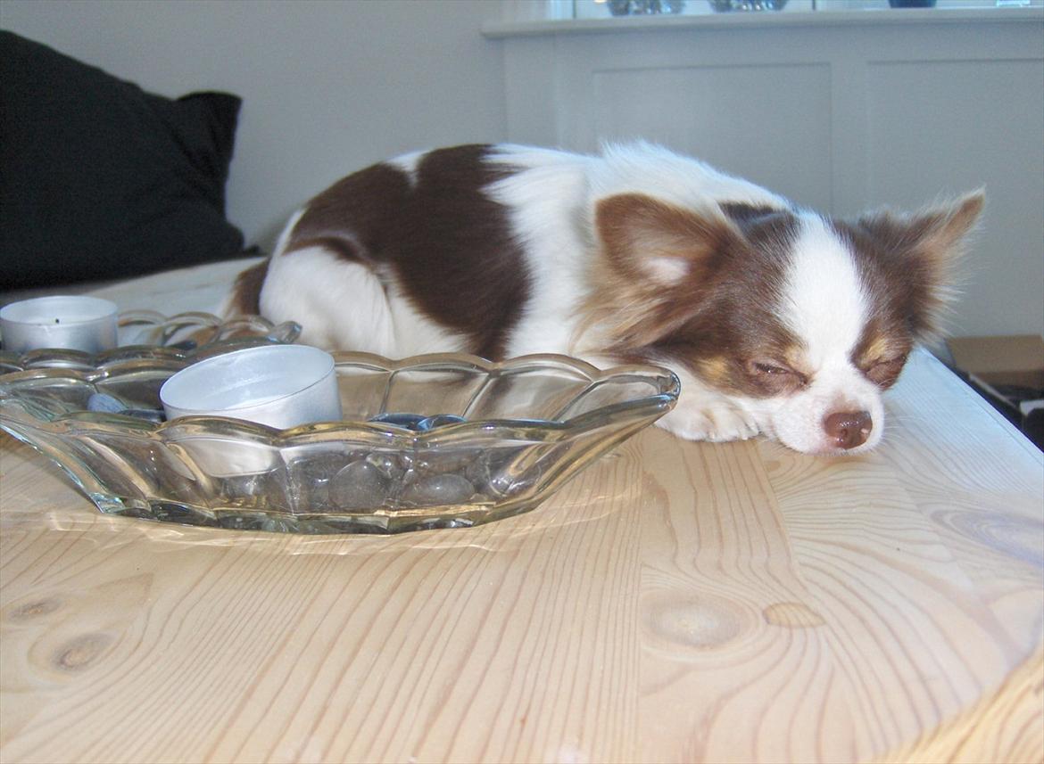 Chihuahua Hambus billede 14