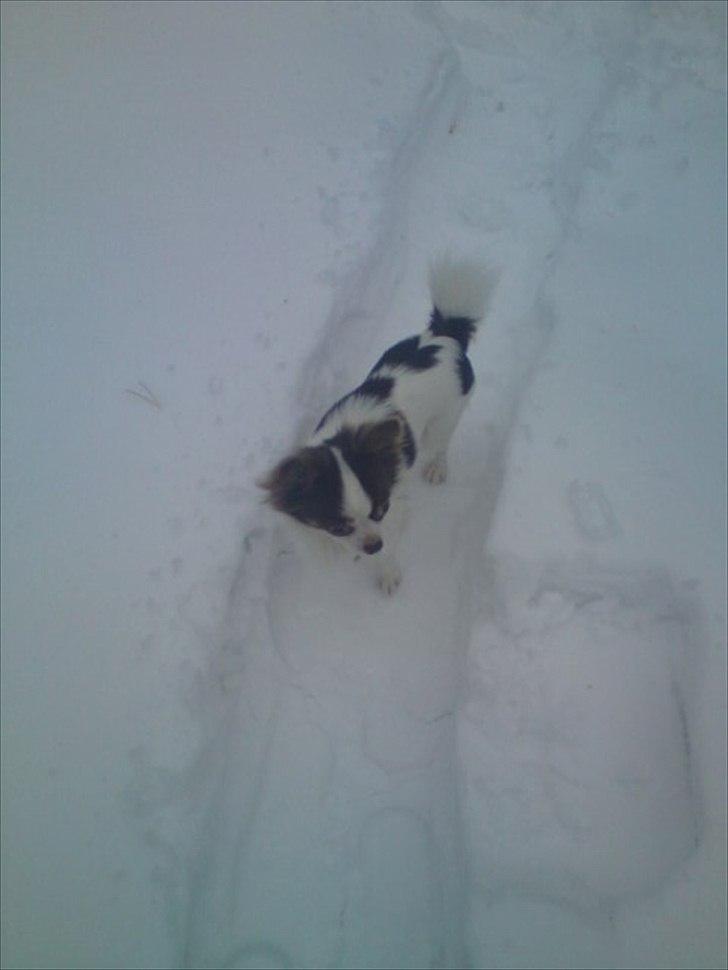 Chihuahua Hambus billede 15