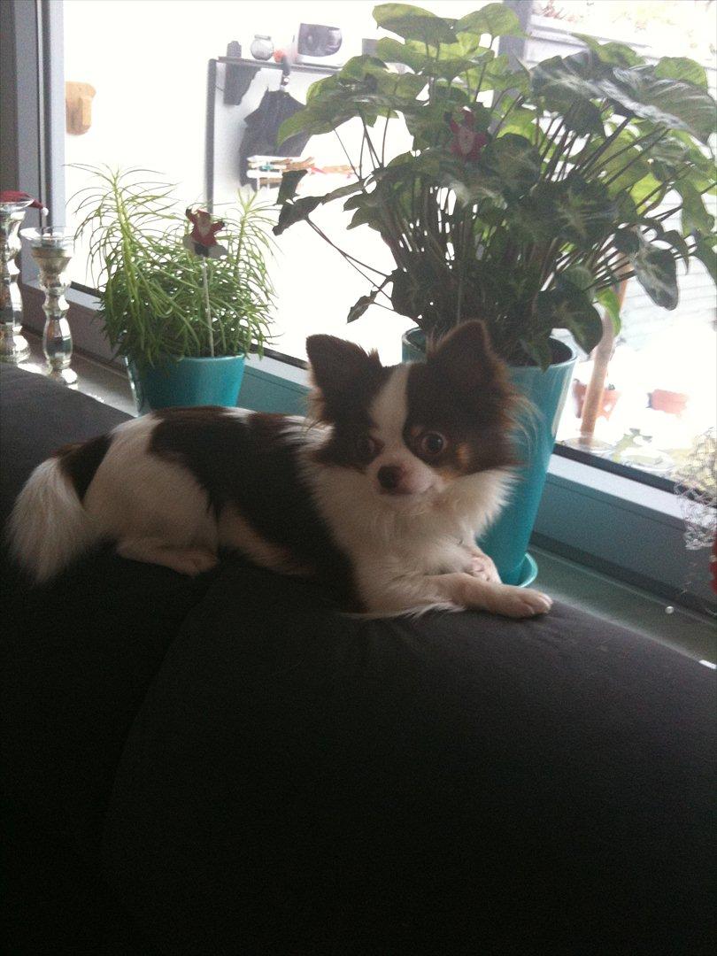 Chihuahua Hambus billede 16