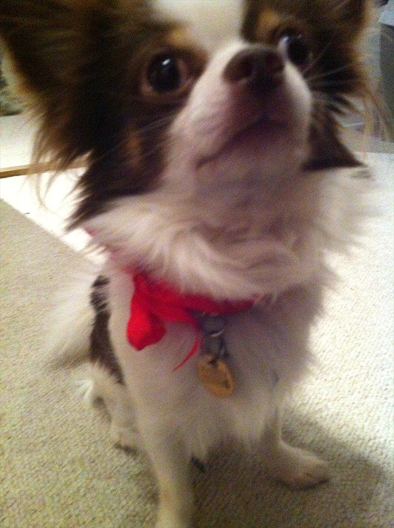 Chihuahua Hambus billede 17