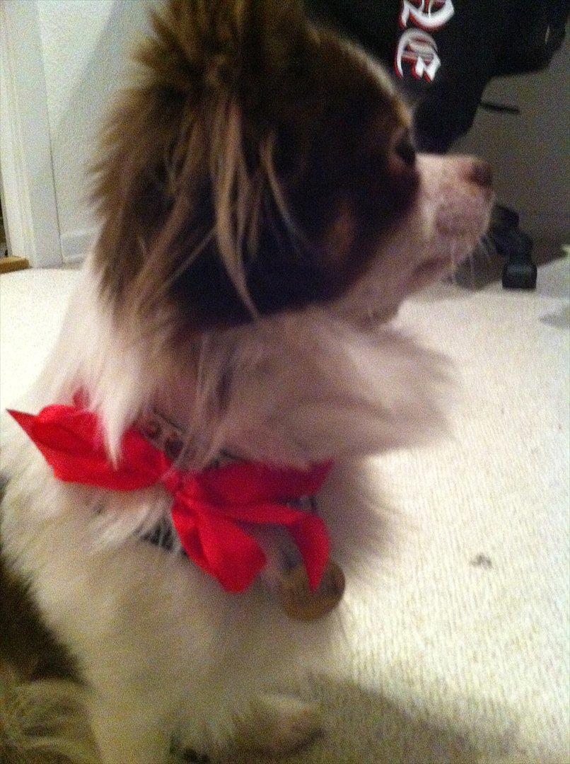 Chihuahua Hambus billede 18