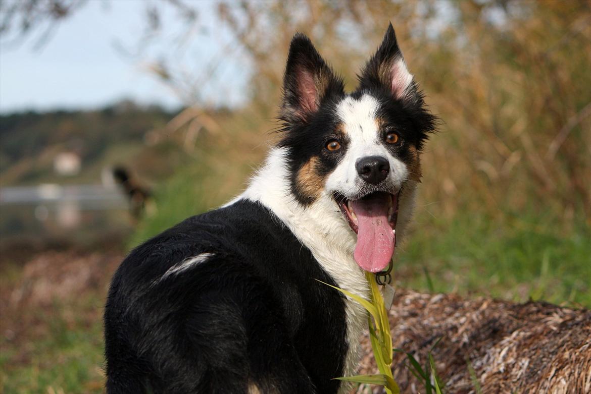 Border collie Tia - 12 år - Oktober 2011 billede 12