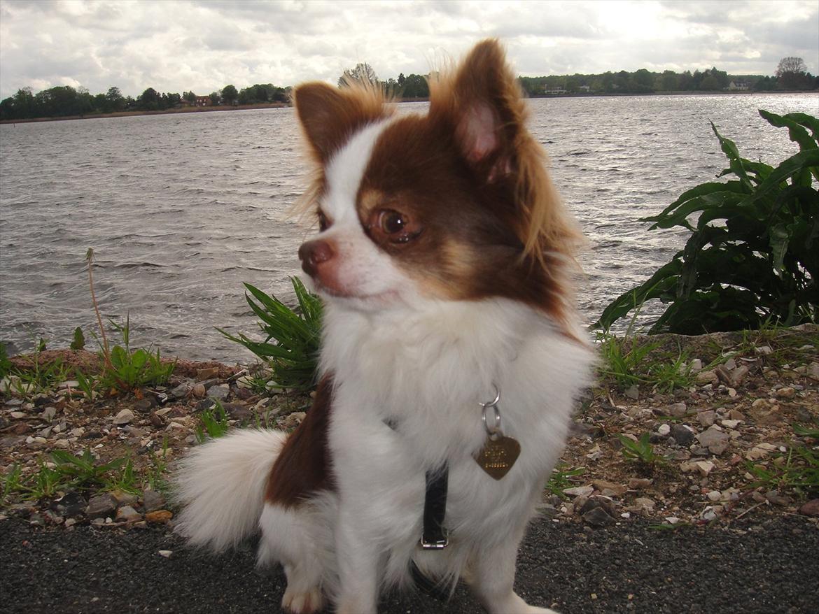 Chihuahua Hambus billede 19