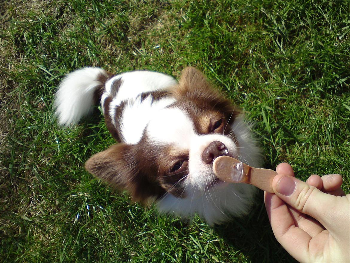 Chihuahua Hambus billede 1