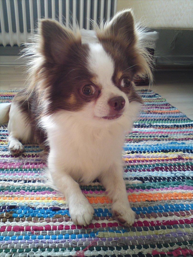 Chihuahua Hambus billede 20