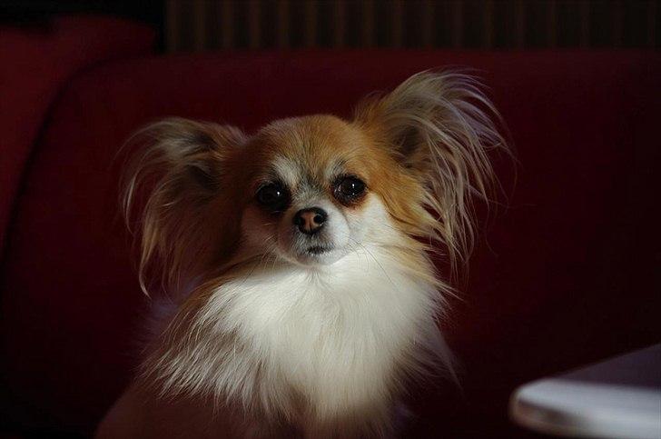 Chihuahua Sukkerpels's Mads billede 2