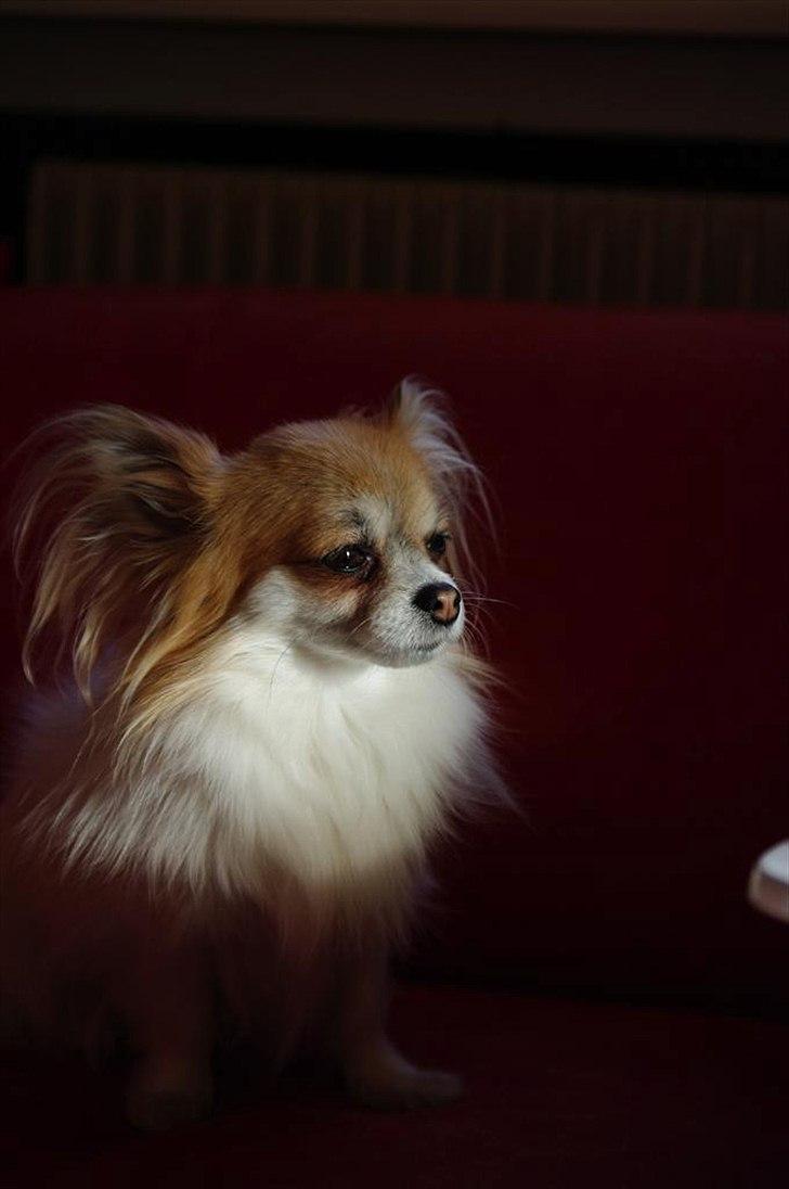 Chihuahua Sukkerpels's Mads billede 3