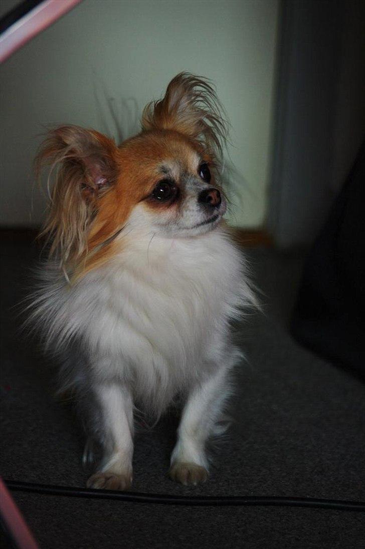 Chihuahua Sukkerpels's Mads billede 4