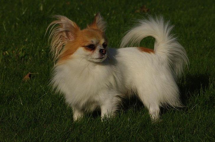 Chihuahua Sukkerpels's Mads billede 5