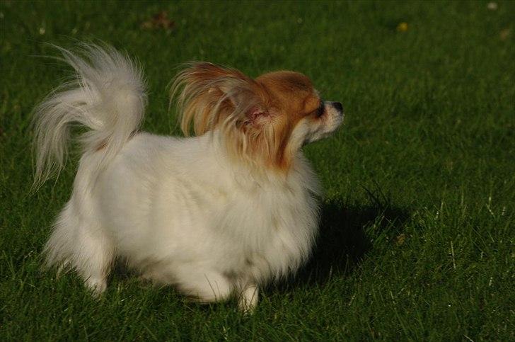 Chihuahua Sukkerpels's Mads billede 6