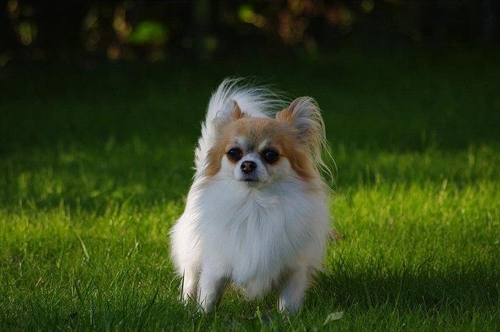 Chihuahua Sukkerpels's Mads billede 7