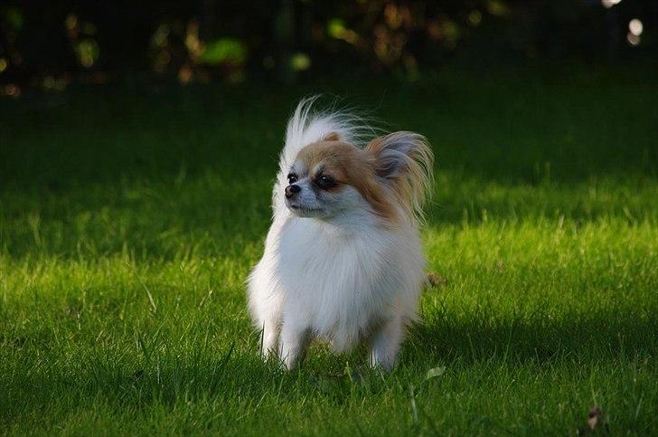 Chihuahua Sukkerpels's Mads billede 8