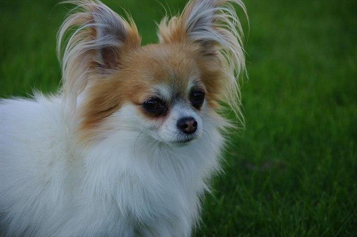 Chihuahua Sukkerpels's Mads billede 9