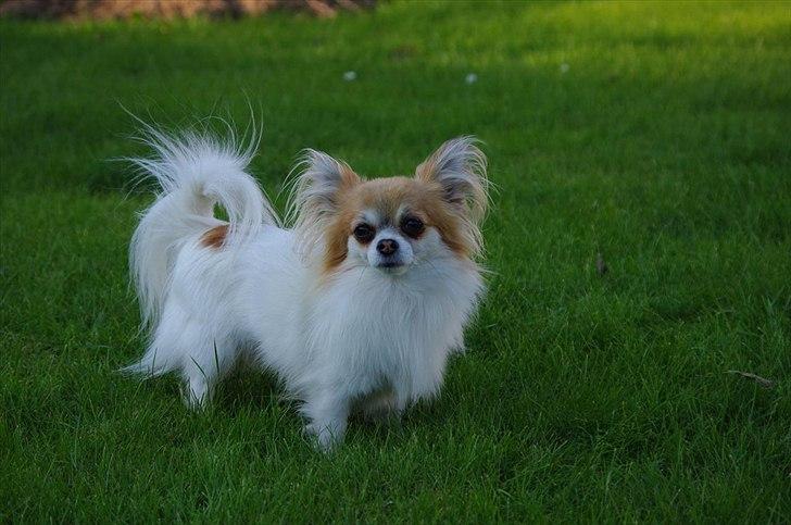 Chihuahua Sukkerpels's Mads billede 10