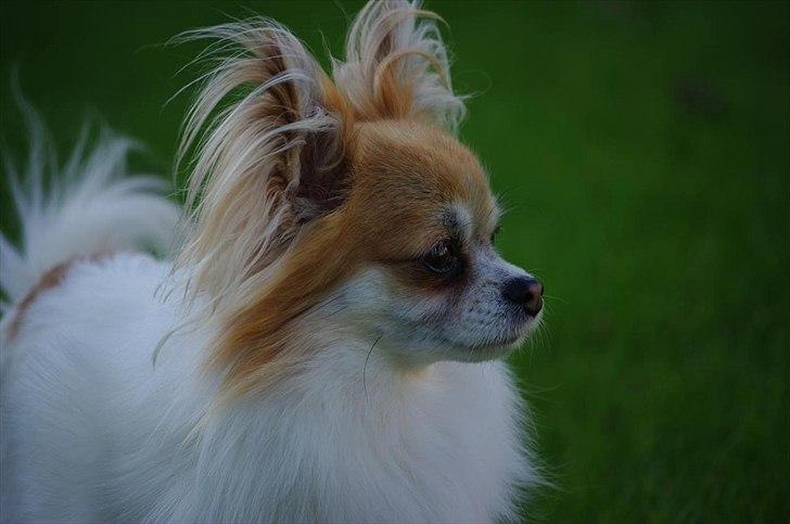 Chihuahua Sukkerpels's Mads billede 11