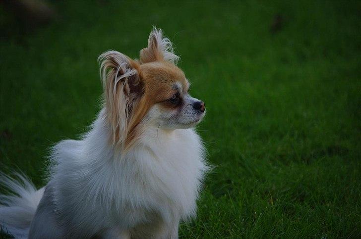 Chihuahua Sukkerpels's Mads billede 12