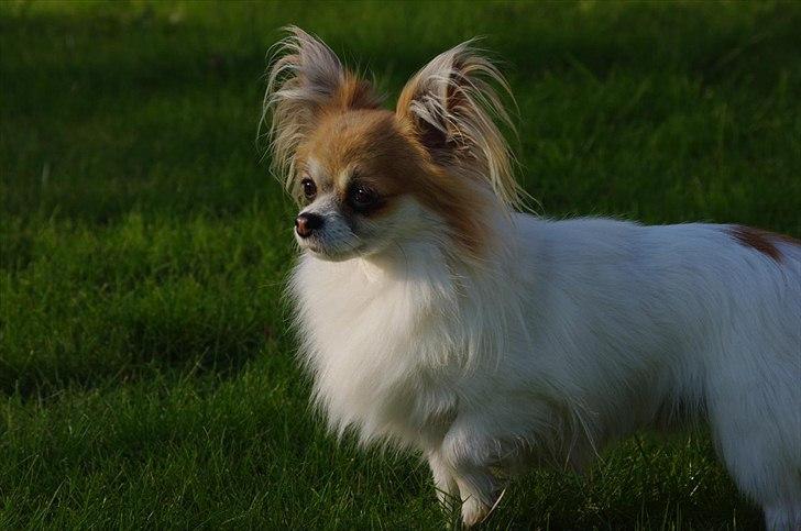 Chihuahua Sukkerpels's Mads billede 13