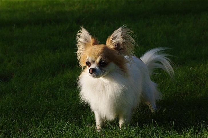 Chihuahua Sukkerpels's Mads billede 14