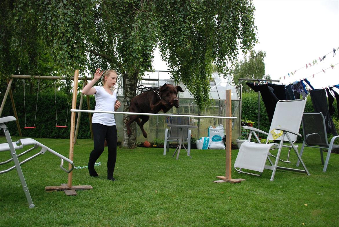 Labrador retriever §§§ Bamse - billede af bamse der springer 85 cm.  billede 10