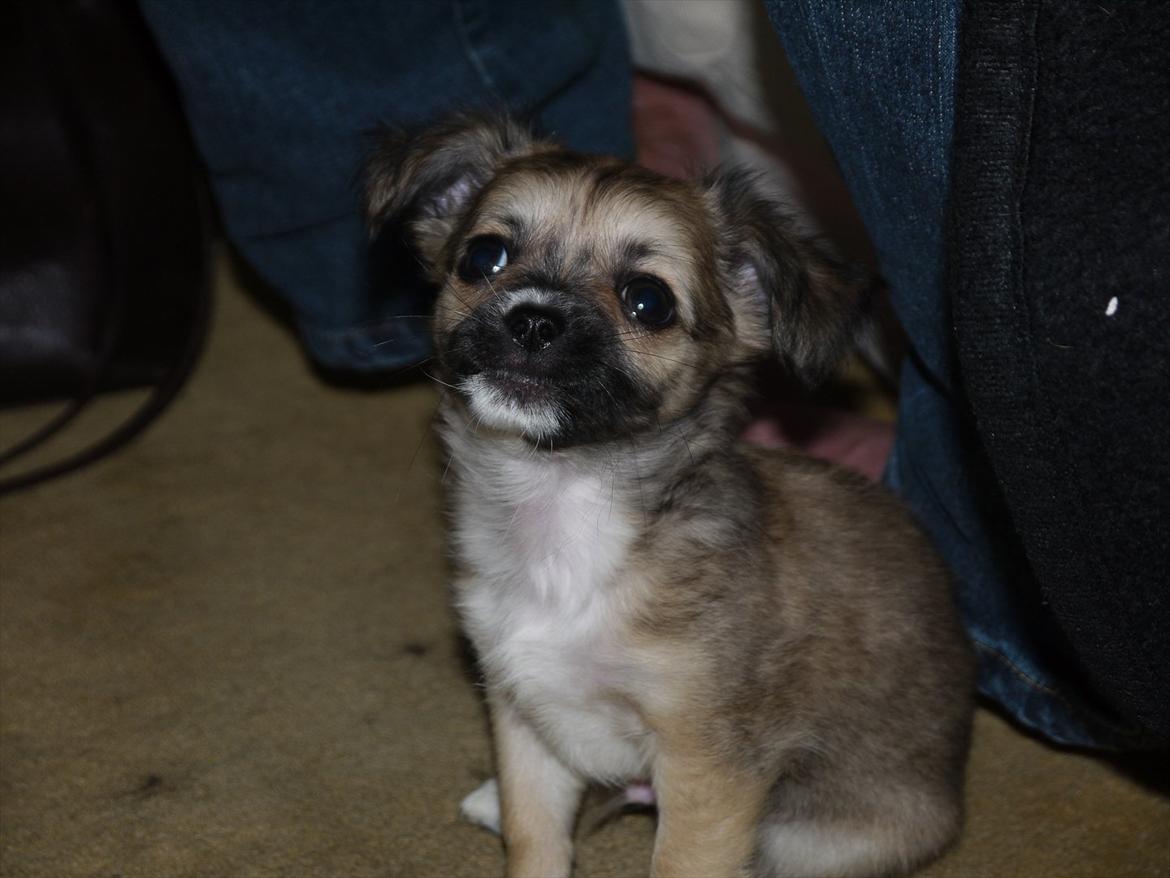 Chihuahua Nemo billede 9