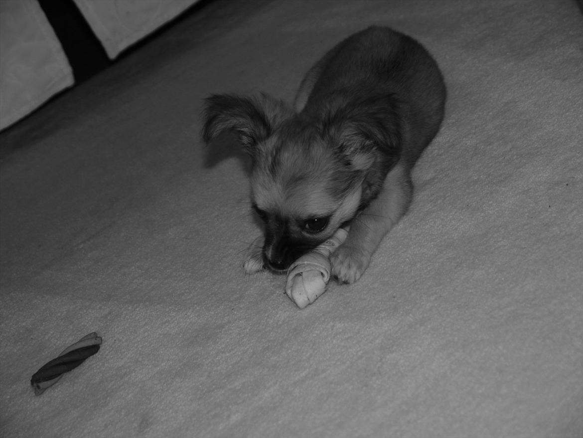 Chihuahua Nemo billede 6