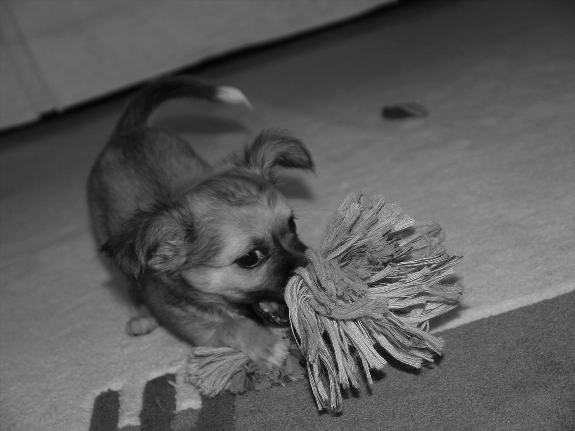 Chihuahua Nemo billede 7