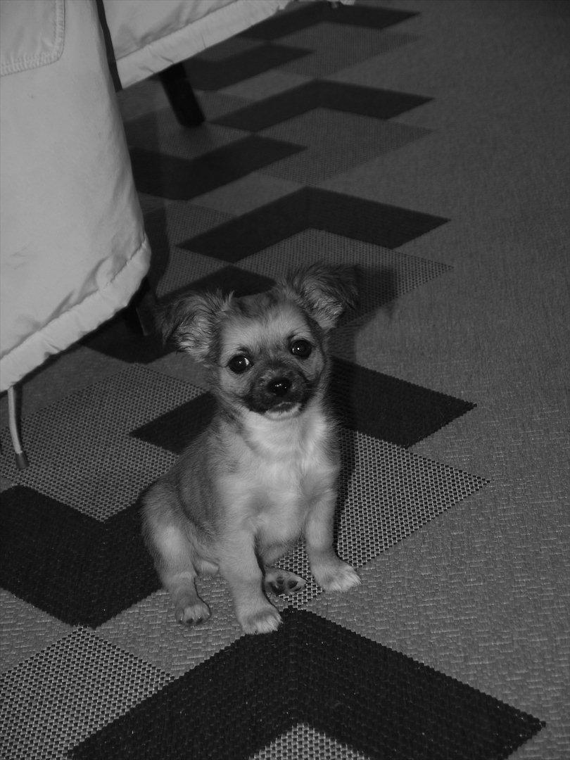 Chihuahua Nemo billede 8