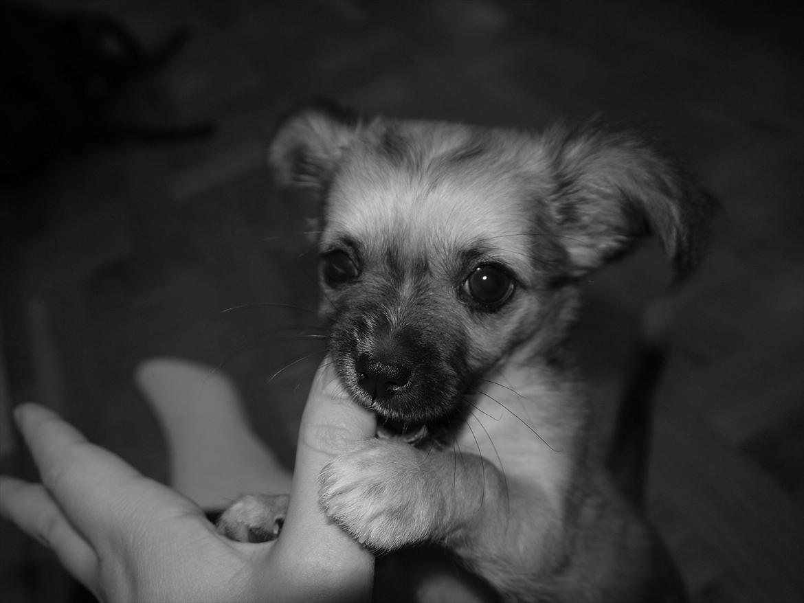 Chihuahua Nemo billede 4