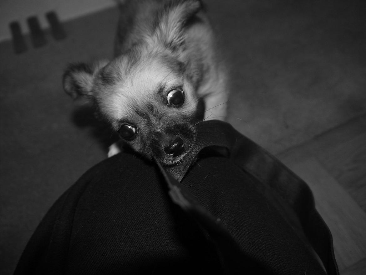 Chihuahua Nemo billede 3