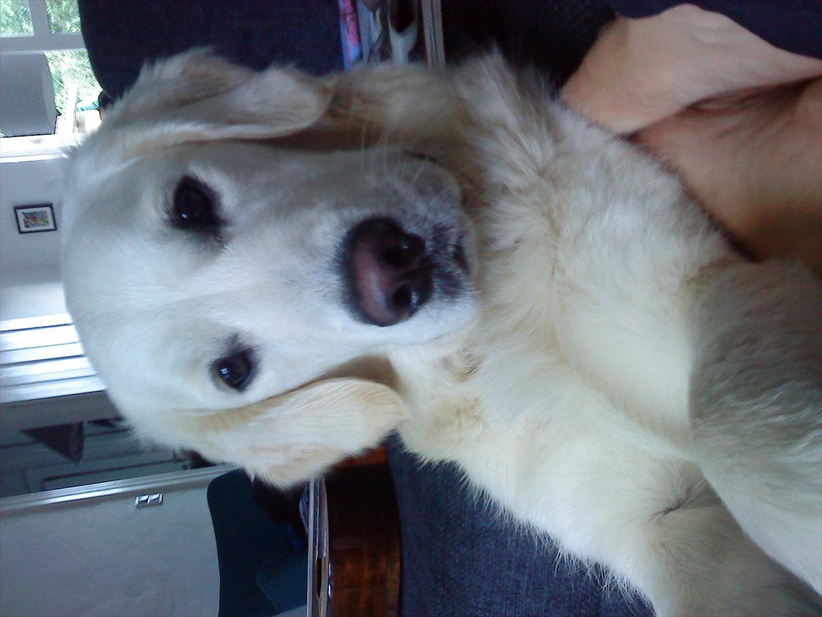 Golden retriever Nova (Vesterlands Gammie) billede 3