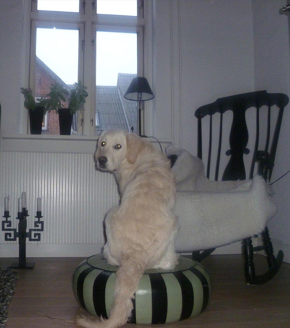 Golden retriever Nova (Vesterlands Gammie) billede 7