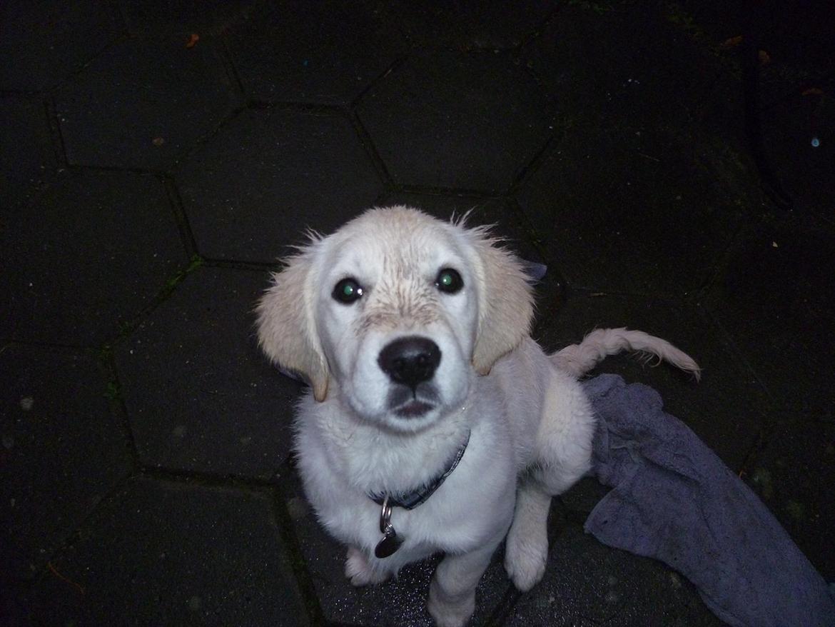 Golden retriever Nova (Vesterlands Gammie) billede 4