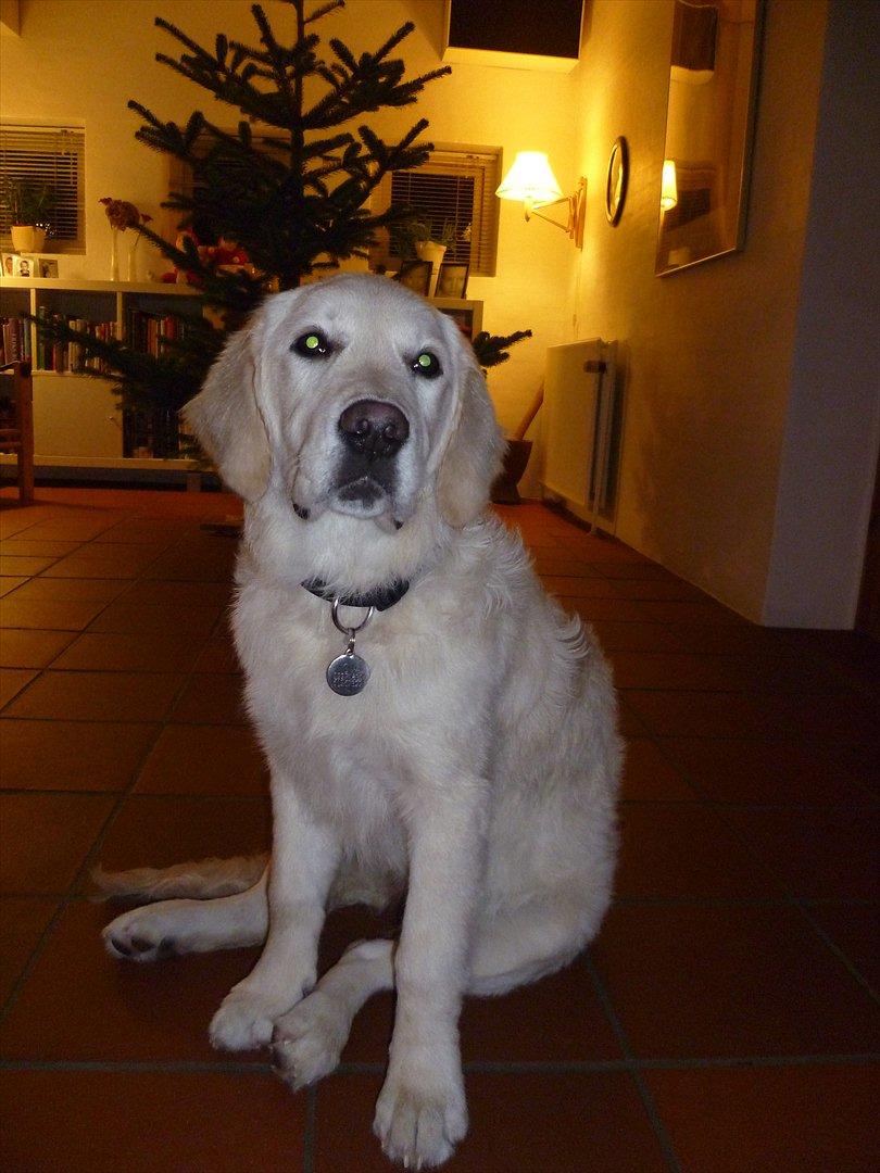 Golden retriever Nova (Vesterlands Gammie) billede 5