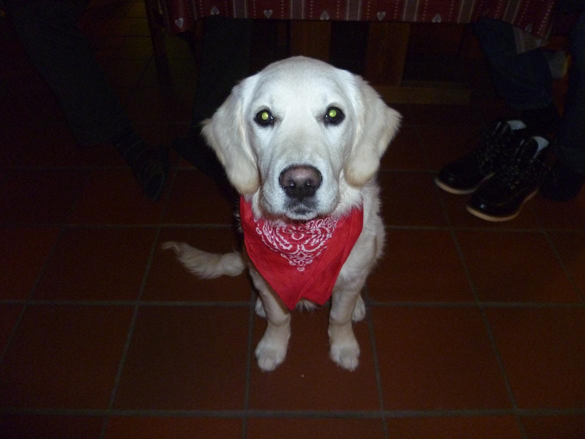 Golden retriever Nova (Vesterlands Gammie) billede 6