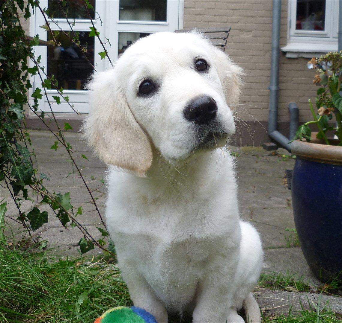 Golden retriever Nova (Vesterlands Gammie) billede 1