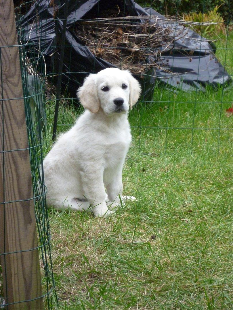 Golden retriever Nova (Vesterlands Gammie) billede 8