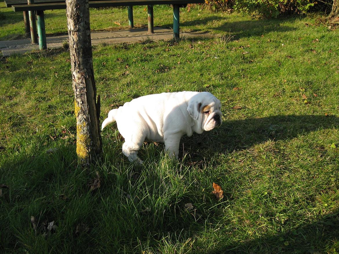 Engelsk bulldog Augusta - Og der tisses... billede 5