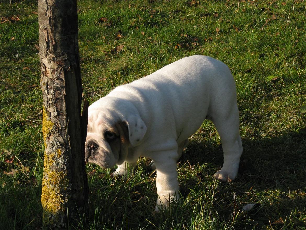 Engelsk bulldog Augusta - En mega pind billede 6