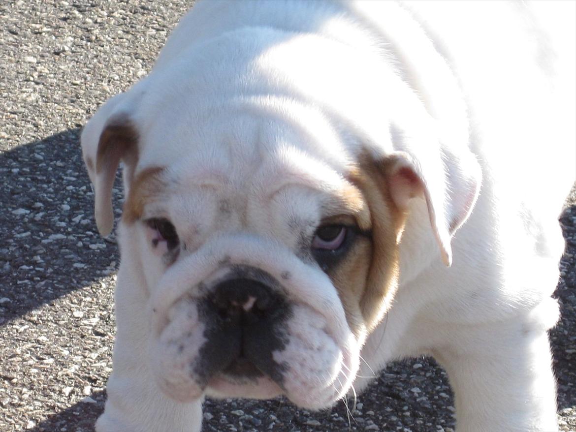 Engelsk bulldog Augusta billede 7