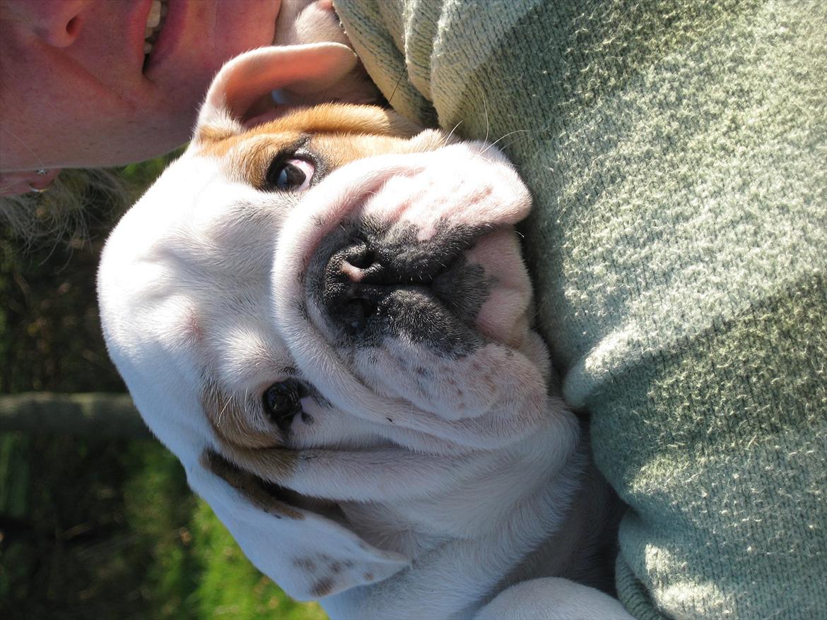 Engelsk bulldog Augusta billede 8