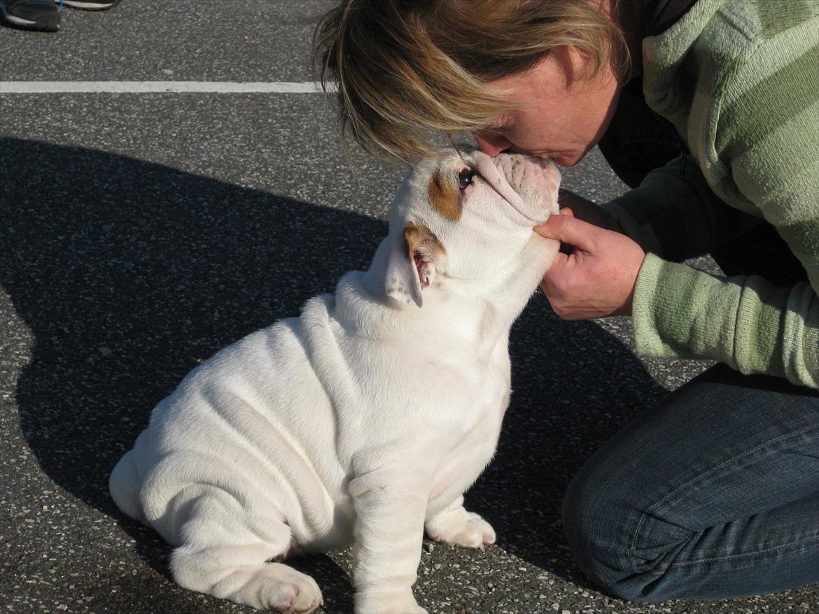 Engelsk bulldog Augusta - Min nye mor..:) billede 9