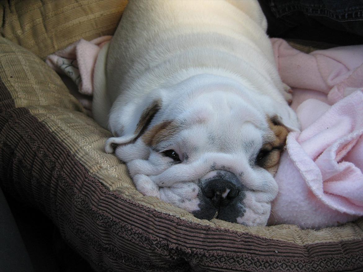 Engelsk bulldog Augusta billede 10